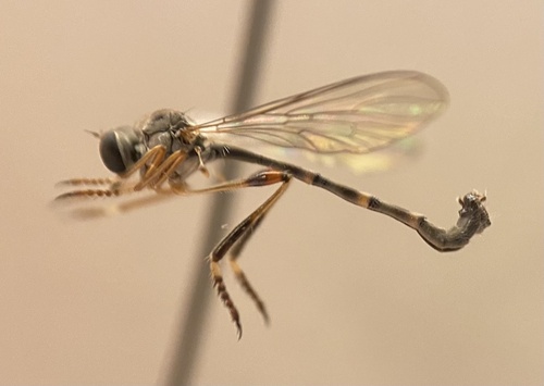 Beameromyia occidentis