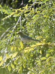 Aphelocoma californica