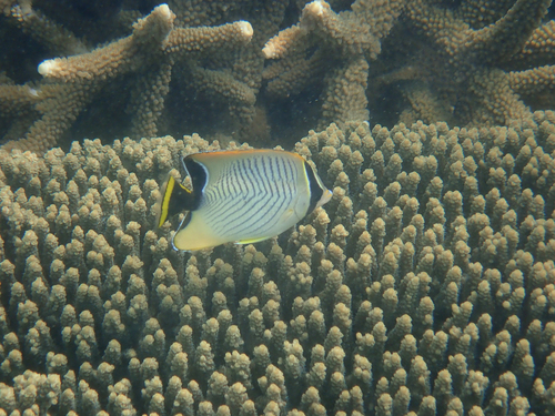 Acropora butterfly (Chaetodon trifascialis) — Chaetodontidae — 4