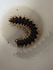 Streptogonopus phipsoni