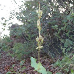 Penstemon pseudospectabilis