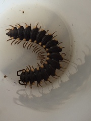 Streptogonopus phipsoni