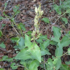 Penstemon pseudospectabilis