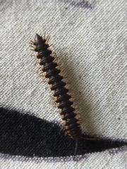 Streptogonopus phipsoni