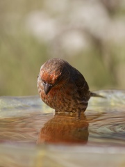 Haemorhous mexicanus