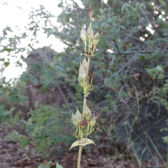 Penstemon pseudospectabilis