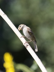 Passer domesticus