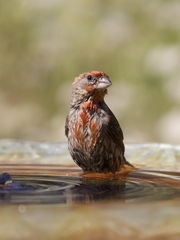 Haemorhous mexicanus