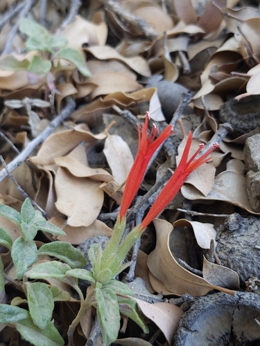 Marian Sampson Hummingbird Mint