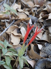 Monardella macrantha hallii