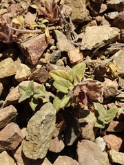 Monardella macrantha hallii