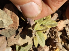 Monardella macrantha hallii