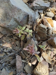 Monardella macrantha hallii