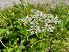Heracleum austriacum