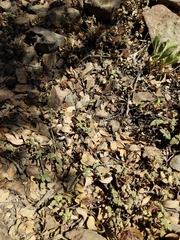 Monardella macrantha hallii