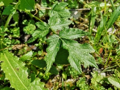 Heracleum austriacum
