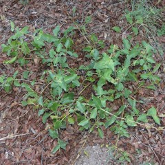 Penstemon pseudospectabilis