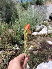 Castilleja minor