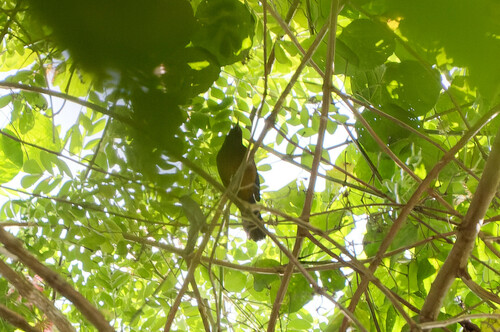 Martinique Oriole (Icterus bonana), photo 4