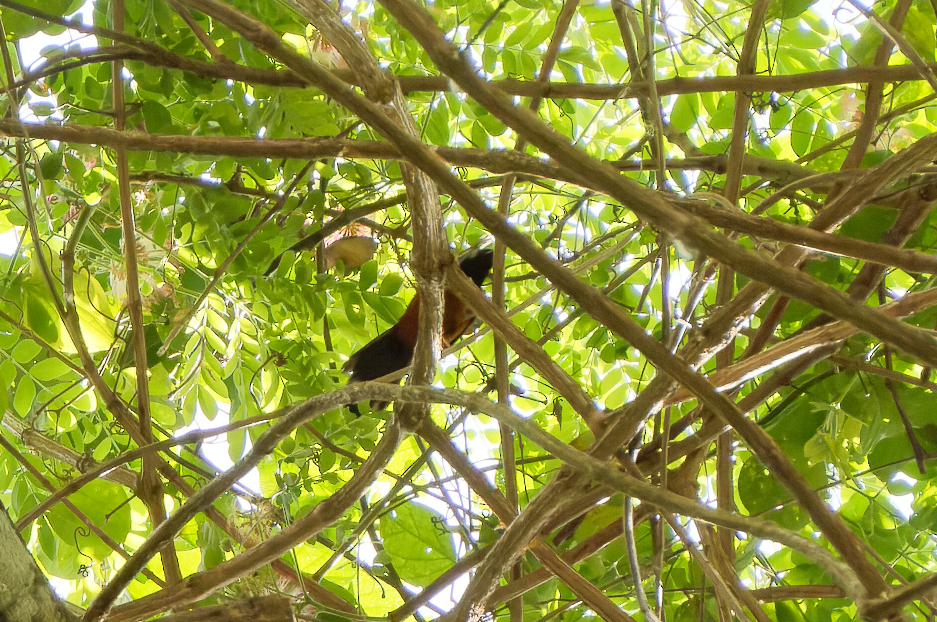 Martinique Oriole (Icterus bonana), photo 3