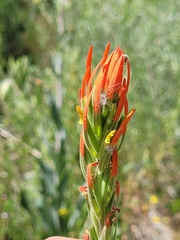 Castilleja minor