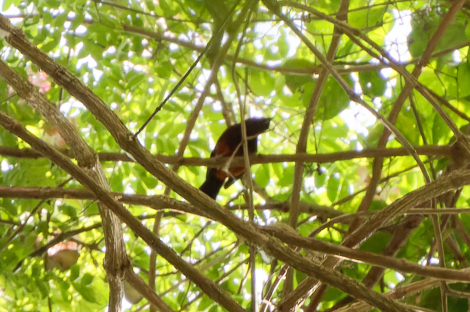 Martinique Oriole (Icterus bonana), photo 2