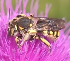 Anthidium florentinum