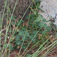Penstemon pseudospectabilis