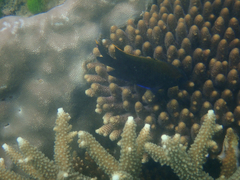 Plectroglyphidodon apicalis