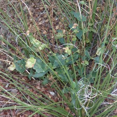 Penstemon pseudospectabilis