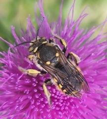 Anthidium florentinum