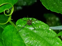 Cosmetinae