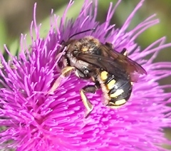 Anthidium florentinum