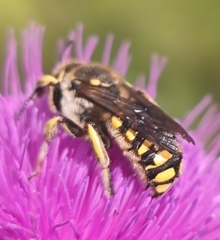 Anthidium florentinum