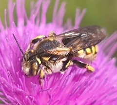 Anthidium florentinum