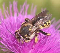 Anthidium florentinum