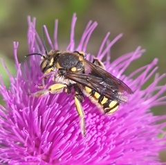 Anthidium florentinum