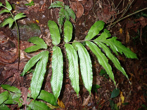Incised halberd fern (Tectaria incisa)