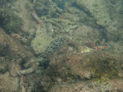 Epinephelus quoyanus