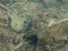 Epinephelus quoyanus