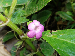 Chrysothemis melittifolia