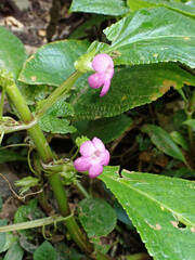 Chrysothemis melittifolia
