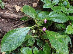 Chrysothemis melittifolia