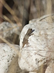 Sceloporus occidentalis