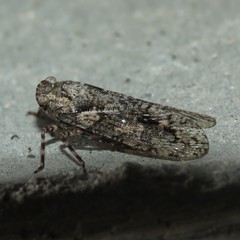 Alphina glauca