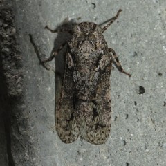 Alphina glauca