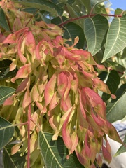 Ailanthus altissima
