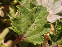 Malva neglecta