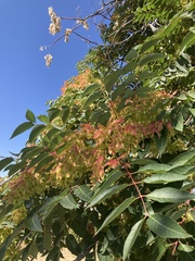 Ailanthus altissima