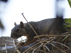 Sciurus niger